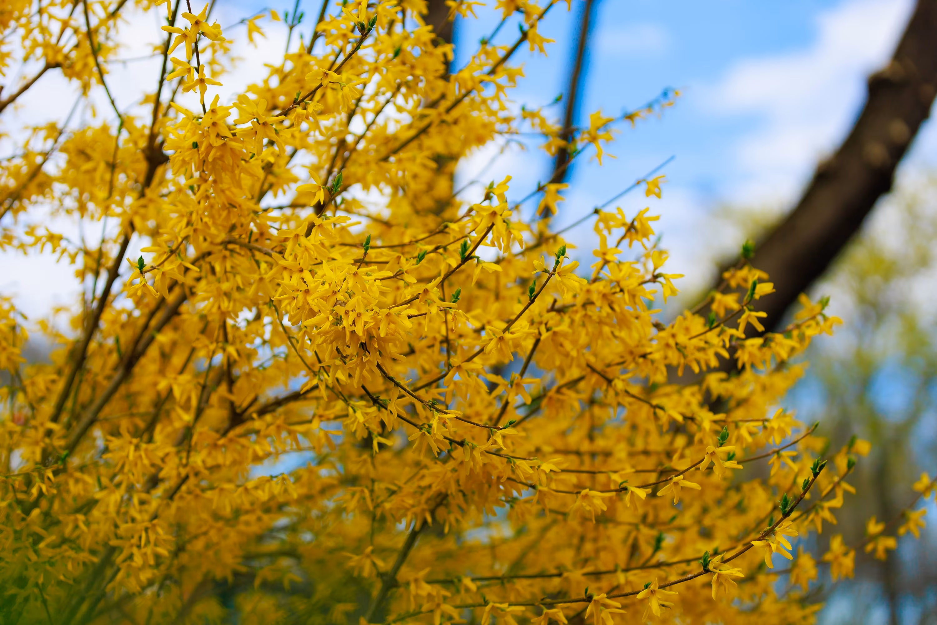 Yellow flowering Forsythia bush in spring